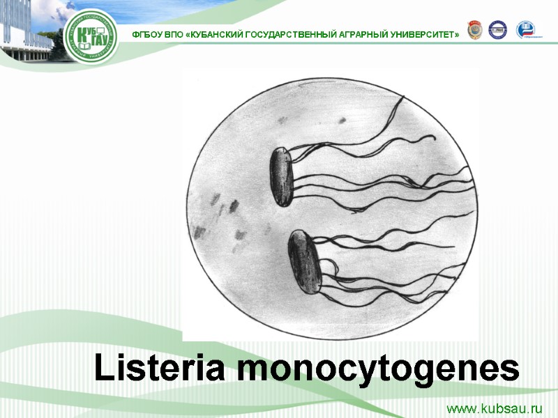 Listeria monocytogenes